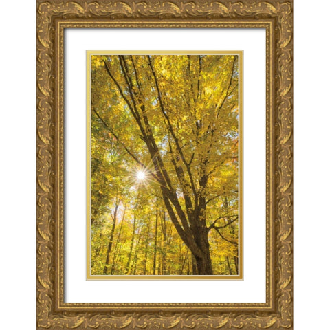 Autumn Foliage Sunburst II Gold Ornate Wood Framed Art Print with Double Matting by Majchrowicz, Alan