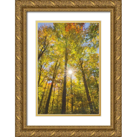 Autumn Foliage Sunburst III Gold Ornate Wood Framed Art Print with Double Matting by Majchrowicz, Alan