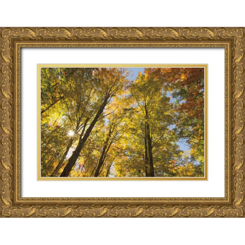 Autumn Foliage Sunburst IV Gold Ornate Wood Framed Art Print with Double Matting by Majchrowicz, Alan