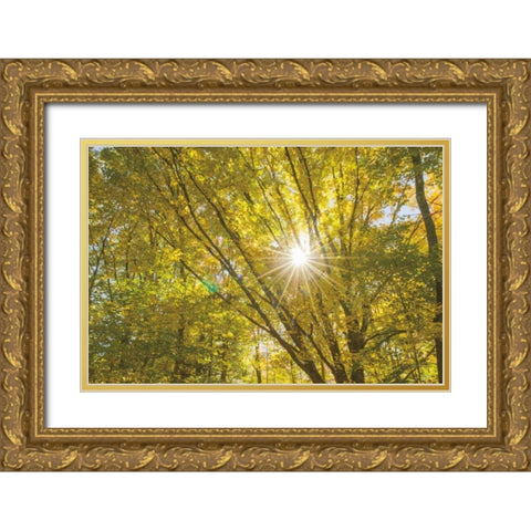 Autumn Foliage Sunburst V Gold Ornate Wood Framed Art Print with Double Matting by Majchrowicz, Alan