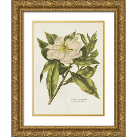 Herbal Botanical II Flower Gold Ornate Wood Framed Art Print with Double Matting by Wild Apple Portfolio