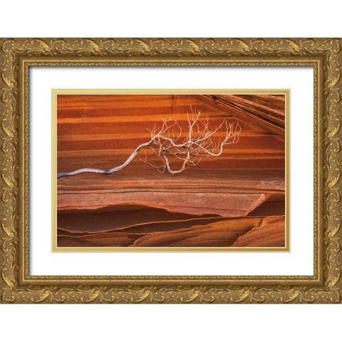 Coyote Buttes III Gold Ornate Wood Framed Art Print with Double Matting by Majchrowicz, Alan