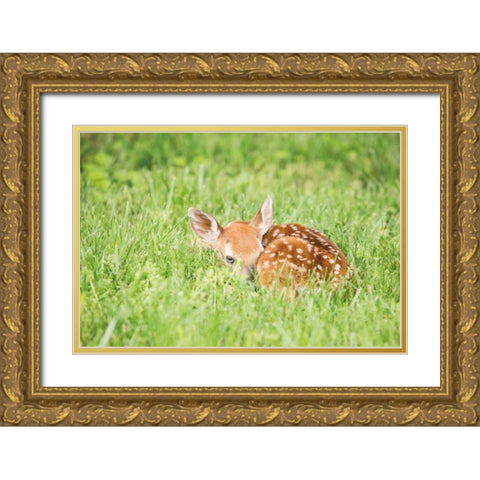 A Fawn Gold Ornate Wood Framed Art Print with Double Matting by Aledanda