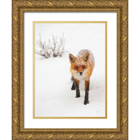 Red Fox III Gold Ornate Wood Framed Art Print with Double Matting by Aledanda