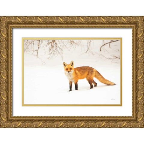 Red Fox IV Gold Ornate Wood Framed Art Print with Double Matting by Aledanda