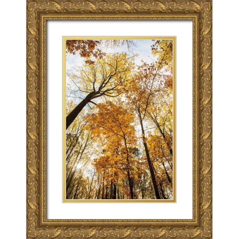 Towering Trees II Gold Ornate Wood Framed Art Print with Double Matting by Aledanda