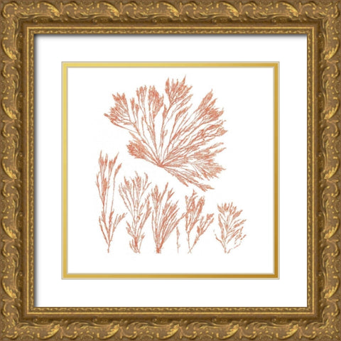 Pacific Sea Mosses XXI Red Sq Gold Ornate Wood Framed Art Print with Double Matting by Wild Apple Portfolio