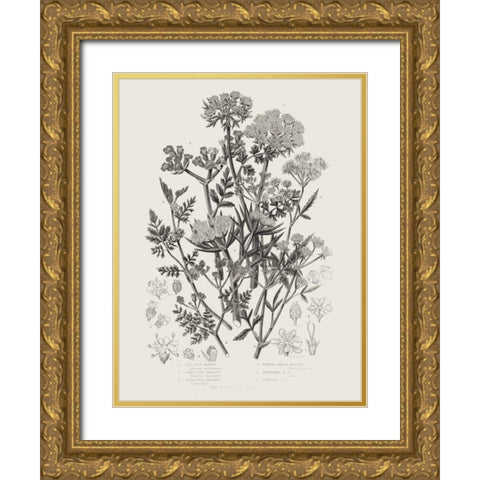 Flowering Plants IV Neutral Gold Ornate Wood Framed Art Print with Double Matting by Wild Apple Portfolio