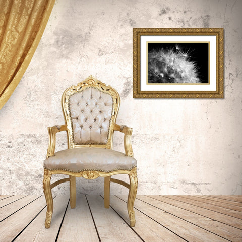 Dandelion Dewdrops I Gold Ornate Wood Framed Art Print with Double Matting by Marshall, Laura