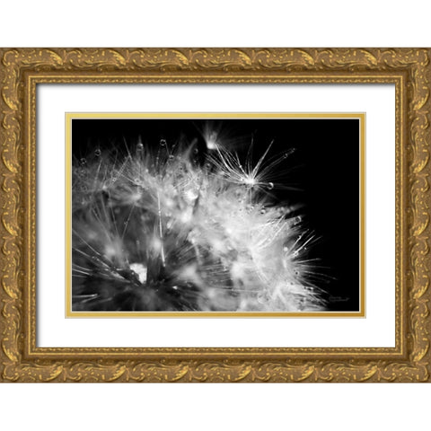 Dandelion Dewdrops I Gold Ornate Wood Framed Art Print with Double Matting by Marshall, Laura
