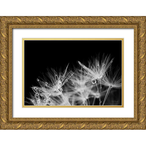 Dandelion Dewdrops II Gold Ornate Wood Framed Art Print with Double Matting by Marshall, Laura