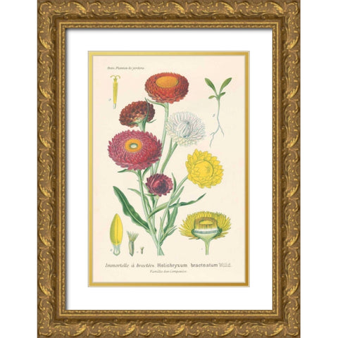 Antique Botanical XL Light Gold Ornate Wood Framed Art Print with Double Matting by Wild Apple Portfolio