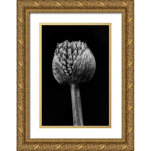 Allium I Gold Ornate Wood Framed Art Print with Double Matting by Aledanda