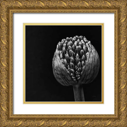 Allium II Gold Ornate Wood Framed Art Print with Double Matting by Aledanda