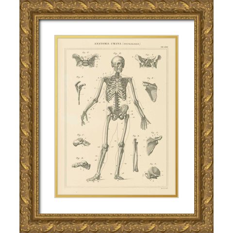 Skeleton Chart Gold Ornate Wood Framed Art Print with Double Matting by Wild Apple Portfolio