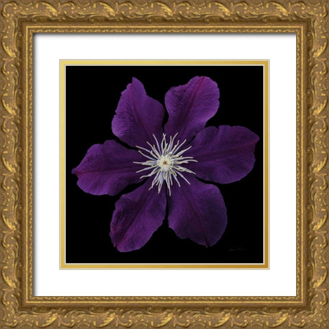 Floral Majesty VII Gold Ornate Wood Framed Art Print with Double Matting by Eichman, Andre