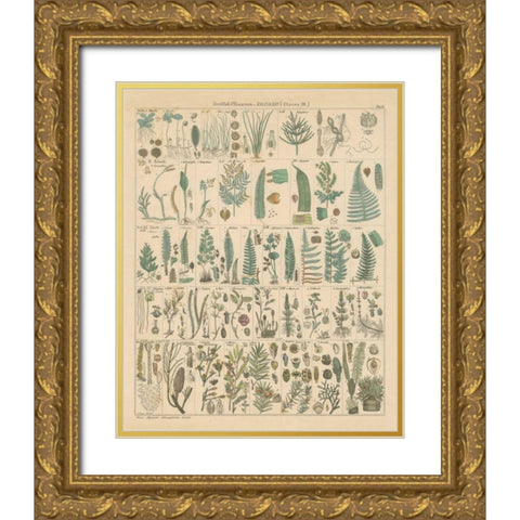 Fern Chart Gold Ornate Wood Framed Art Print with Double Matting by Wild Apple Portfolio