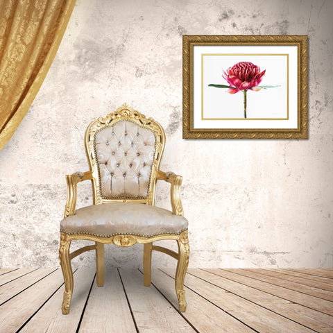 Waratah Flower Gold Ornate Wood Framed Art Print with Double Matting by Catterall, Elise