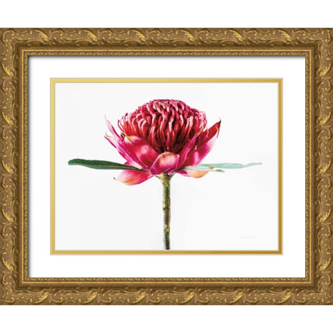 Waratah Flower Gold Ornate Wood Framed Art Print with Double Matting by Catterall, Elise