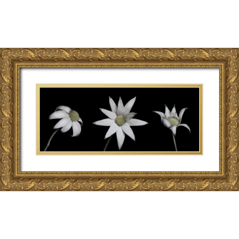 Flannel Flower Trio Gold Ornate Wood Framed Art Print with Double Matting by Catterall, Elise