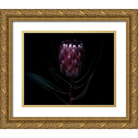 Protea Dark Gold Ornate Wood Framed Art Print with Double Matting by Catterall, Elise
