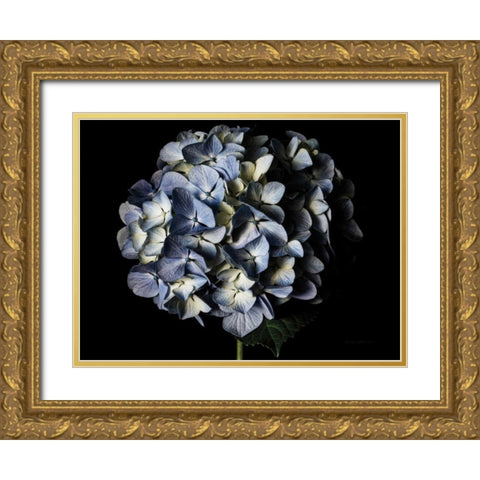 Pale Blue Hydrangea Gold Ornate Wood Framed Art Print with Double Matting by Catterall, Elise