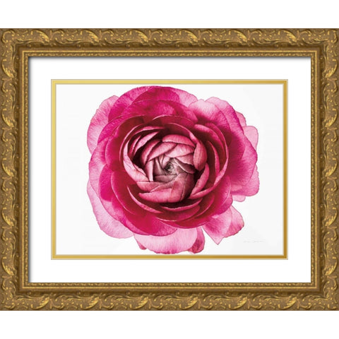 Pink Ranunculus on White Gold Ornate Wood Framed Art Print with Double Matting by Catterall, Elise