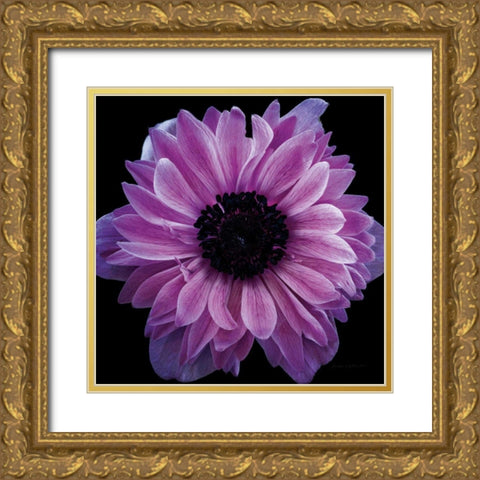 Purple Anemone Crop Gold Ornate Wood Framed Art Print with Double Matting by Catterall, Elise