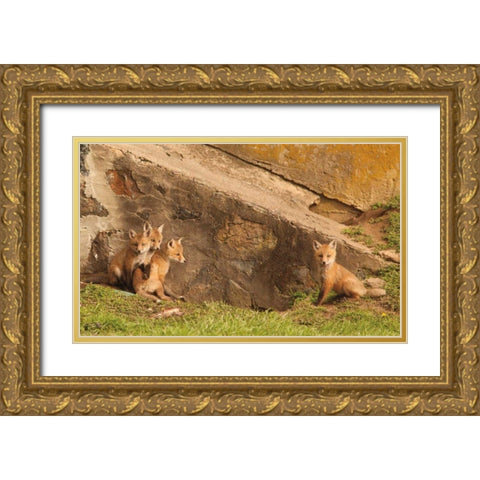 Fox Cubs I Gold Ornate Wood Framed Art Print with Double Matting by Aledanda