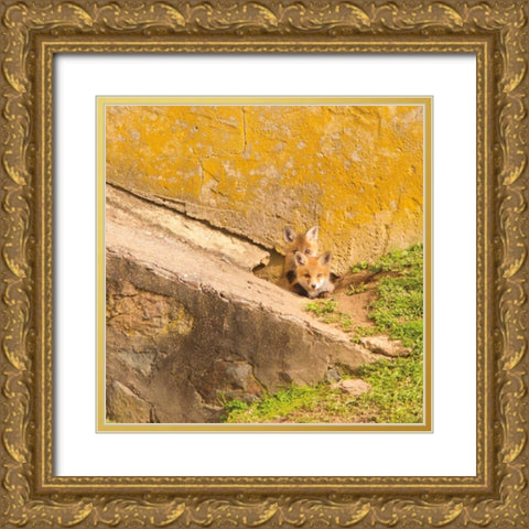 fox Cubs II Gold Ornate Wood Framed Art Print with Double Matting by Aledanda