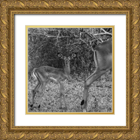 Impala and Baby Gold Ornate Wood Framed Art Print with Double Matting by Aledanda