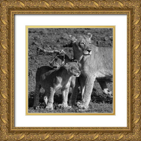 Lioness and Cubs Gold Ornate Wood Framed Art Print with Double Matting by Aledanda