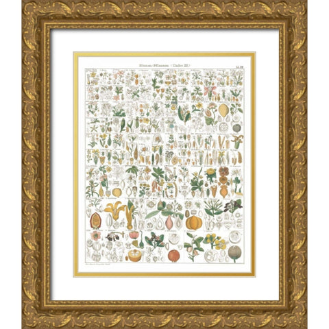 Flora Chart I White Gold Ornate Wood Framed Art Print with Double Matting by Wild Apple Portfolio