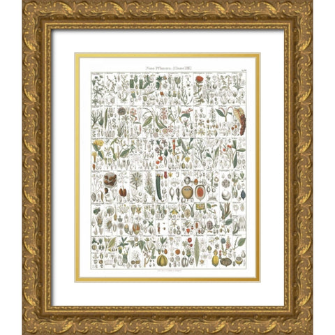 Flora Chart II White Gold Ornate Wood Framed Art Print with Double Matting by Wild Apple Portfolio