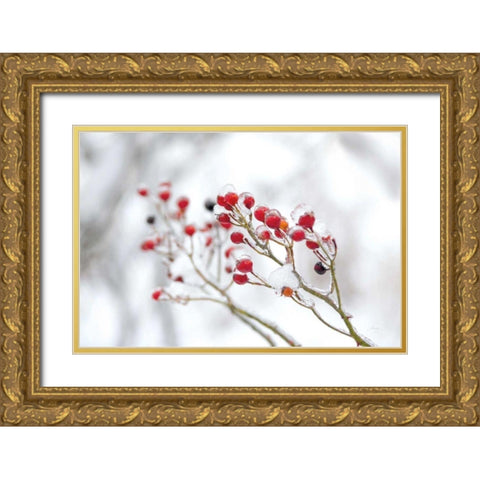 Winter Berries II Gold Ornate Wood Framed Art Print with Double Matting by Bradley, Felicity