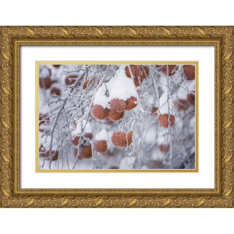 Orchard in Winter Gold Ornate Wood Framed Art Print with Double Matting by Majchrowicz, Alan