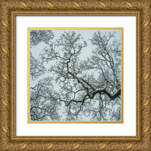 Winter Trees Gold Ornate Wood Framed Art Print with Double Matting by Eichman, Andre