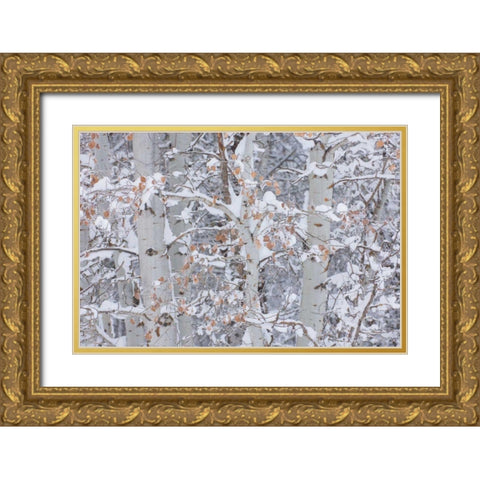 Winter Aspens Closeup Gold Ornate Wood Framed Art Print with Double Matting by Majchrowicz, Alan