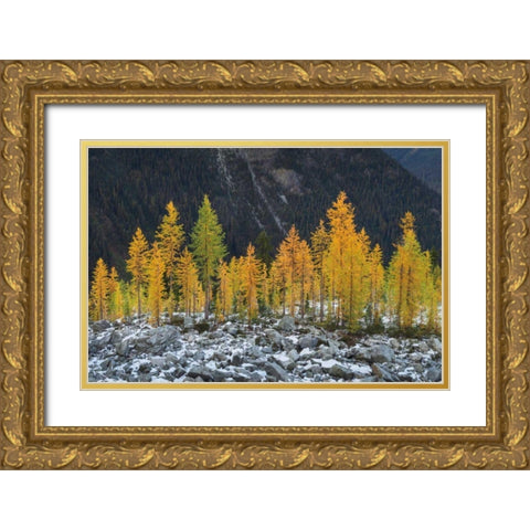 Alpine Larches North Cascades Gold Ornate Wood Framed Art Print with Double Matting by Majchrowicz, Alan