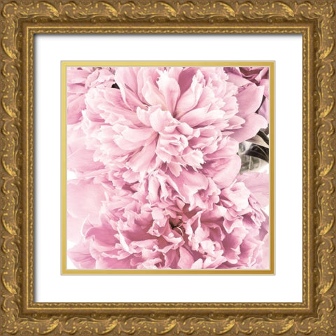 Pale Pink Peony Cluster Gold Ornate Wood Framed Art Print with Double Matting by Catterall, Elise