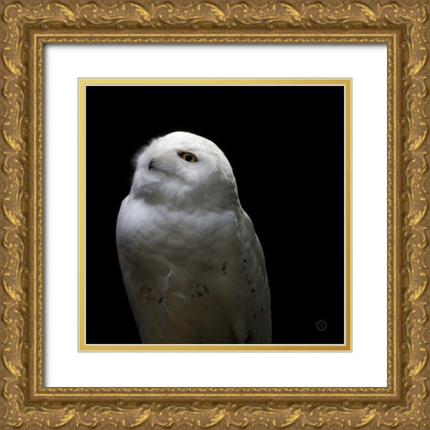 Snowy Owl Looks to the Sun Gold Ornate Wood Framed Art Print with Double Matting by Larson, Nathan