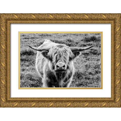 Highland Cow Staring Contest Gold Ornate Wood Framed Art Print with Double Matting by Larson, Nathan