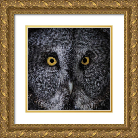 Great Grey Owl Gold Ornate Wood Framed Art Print with Double Matting by Larson, Nathan