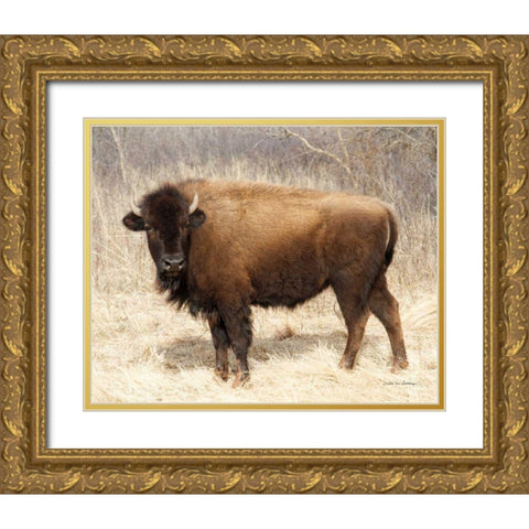 American Bison I Gold Ornate Wood Framed Art Print with Double Matting by Van Swearingen, Debra