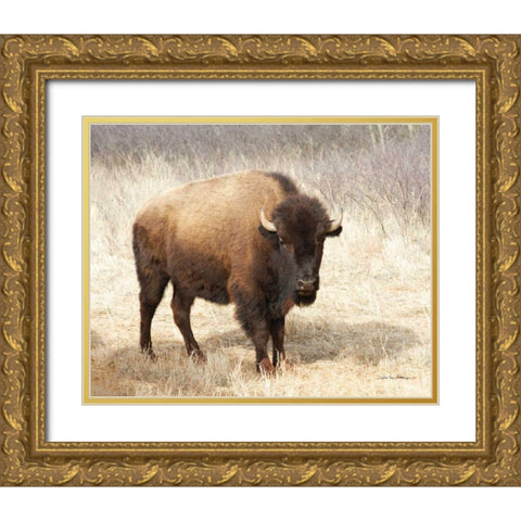 American Bison II Gold Ornate Wood Framed Art Print with Double Matting by Van Swearingen, Debra