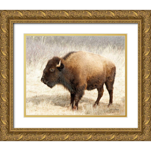 American Bison III Gold Ornate Wood Framed Art Print with Double Matting by Van Swearingen, Debra