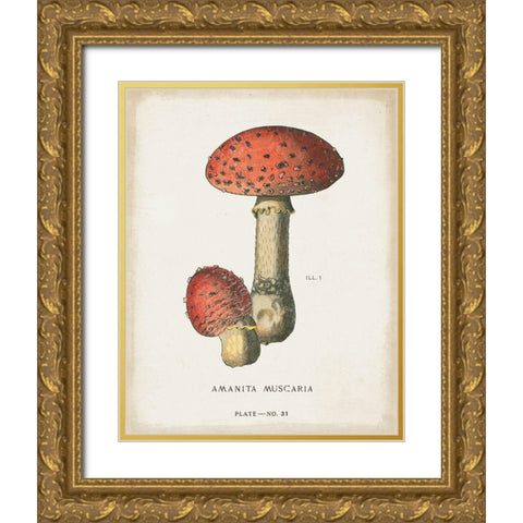Mushroom Study I Gold Ornate Wood Framed Art Print with Double Matting by Wild Apple Portfolio