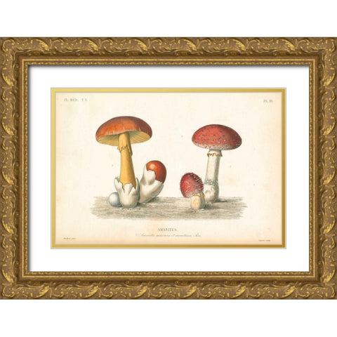 French Mushrooms I Gold Ornate Wood Framed Art Print with Double Matting by Wild Apple Portfolio