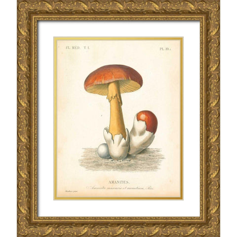 French Mushrooms II Gold Ornate Wood Framed Art Print with Double Matting by Wild Apple Portfolio