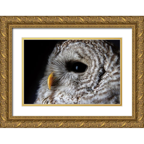 Barred Owl Portrait Gold Ornate Wood Framed Art Print with Double Matting by Larson, Nathan